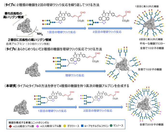 理研クリック反応を使用した不均一な糖鎖アルブミンの効率的合成の図