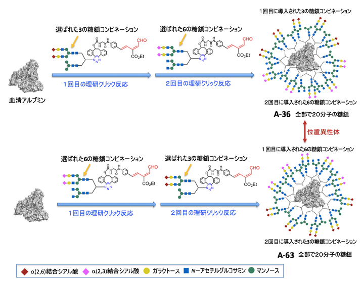 4種類の異なる糖鎖を持つ高次な不均一糖鎖アルブミンの合成の図