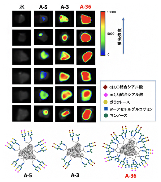 不均一な糖鎖アルブミンの生のがんへの相互作用の図