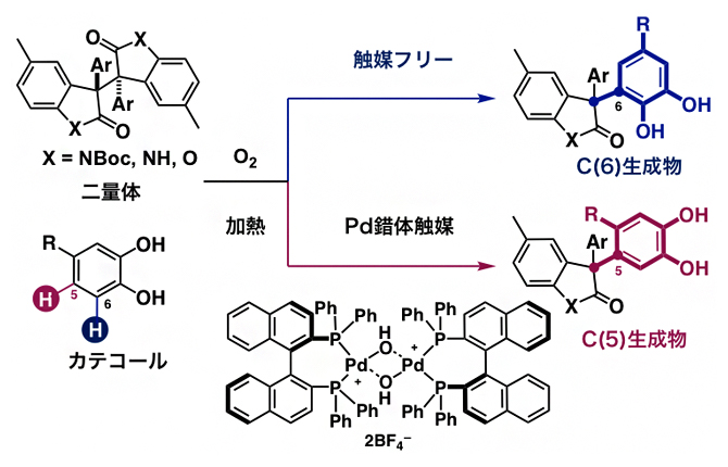 二量体と4位置換型カテコールとの位置多様性・脱水素型クロスカップリング反応の図