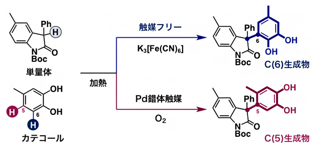 単量体と4位置換型カテコールとの位置多様性・脱水素型クロスカップリング反応の図