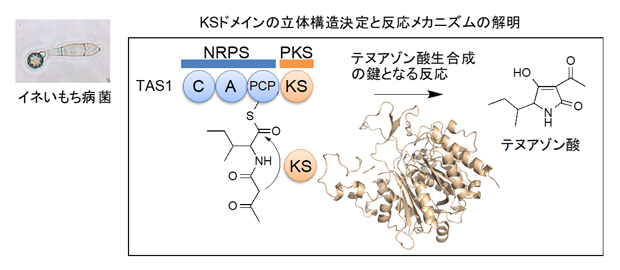 イネいもち病菌がかび毒テヌアゾン酸を作るメカニズムの図