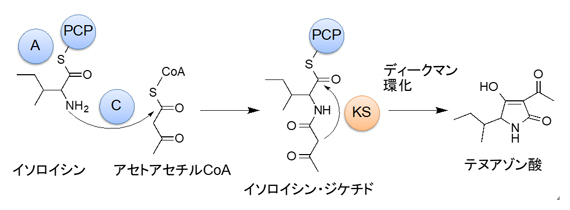 テヌアゾン酸の生合成経路の図
