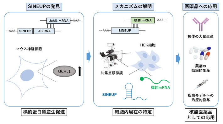 SINEUPの発見からメカニズムの解明、医薬品への応用の図