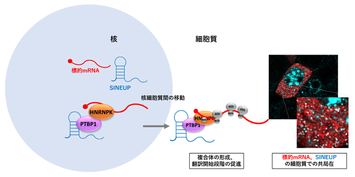 SINEUP複合体が細胞内で果たす役割の図