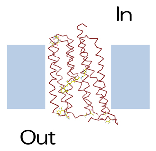 耐熱化実験に用いたモデル膜タンパク質の好熱性ロドプシン(TR)の図