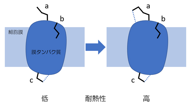 膜タンパク質の膜外領域の改変による耐熱化設計の概念の図