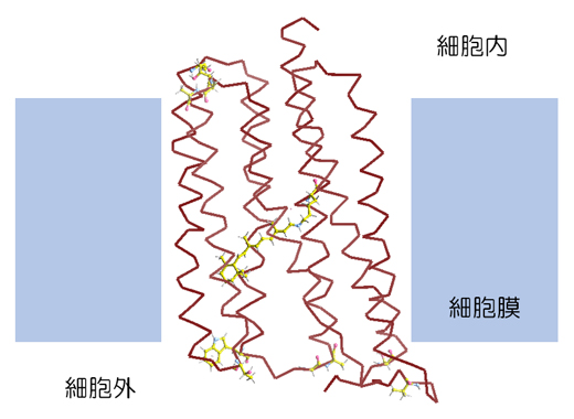 耐熱化実験に用いたモデル膜タンパク質好熱性ロドプシン（TR）の図