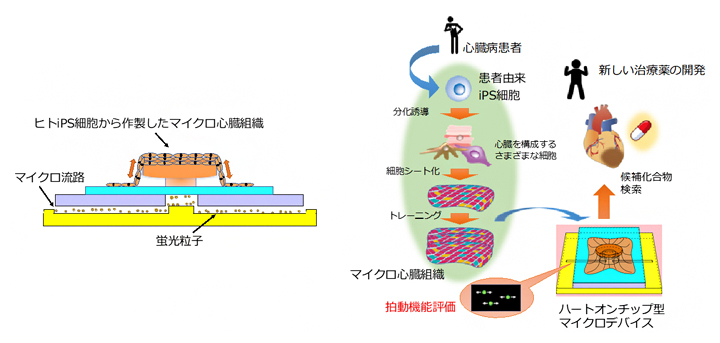 ハートオンチップ型マイクロデバイスの模式図（左）と創薬研究への応用イメージ図（右）の図