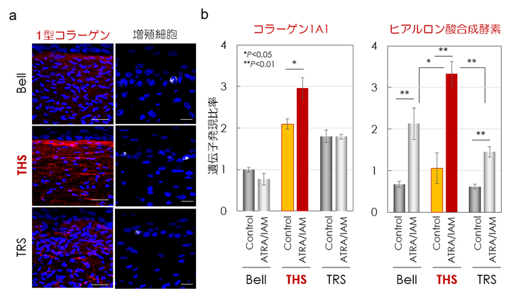 張力均衡による皮膚機能と薬剤応答性制御の解析の図