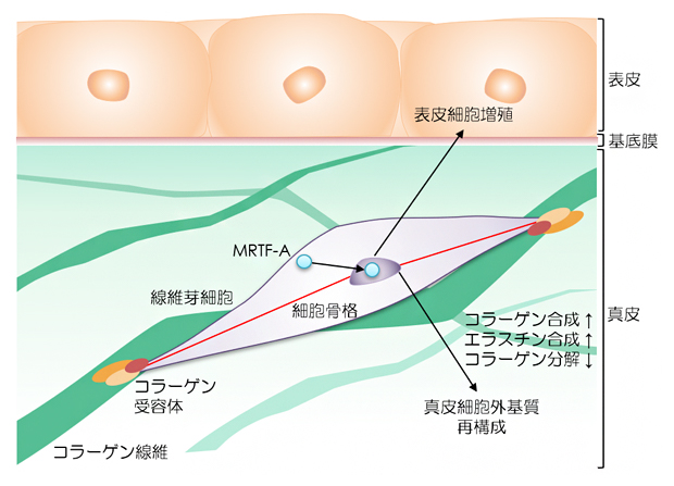張力均衡による皮膚恒常性維持メカニズムの模式図の図