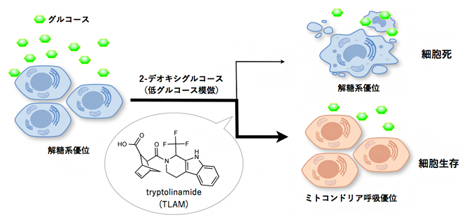 Tryptolinamide （TLAM） の発見の図