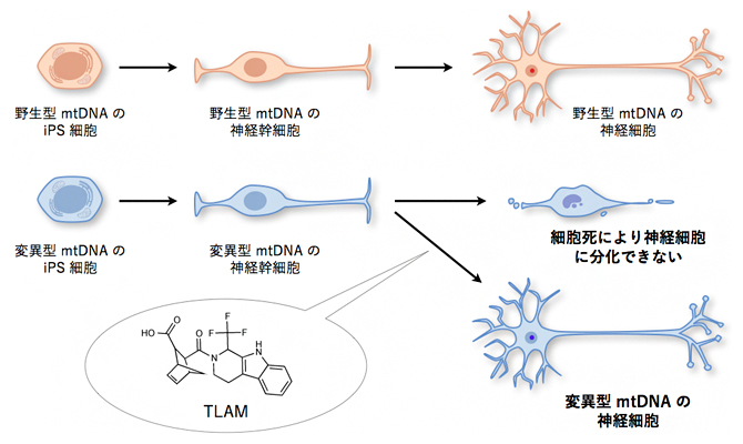 TLAM による変異 mtDNA を持った iPS 細胞の神経細胞への分化障害の回復の図