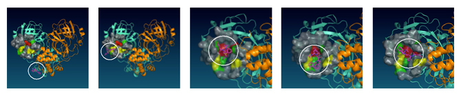 HIV阻害薬（ネルフィナビル=白丸で囲んだ分子）がMproに結合する様子の図