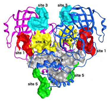 SARS-CoV-2メインプロテアーゼ（Mpro）の結合ポケットの図