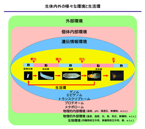 ショウジョウバエの一生と個体に与える外部・内部環境の影響の図