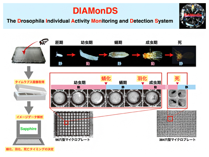 ショウジョウバエの個体別活動測定システム「DIAMonDS」の概要の図