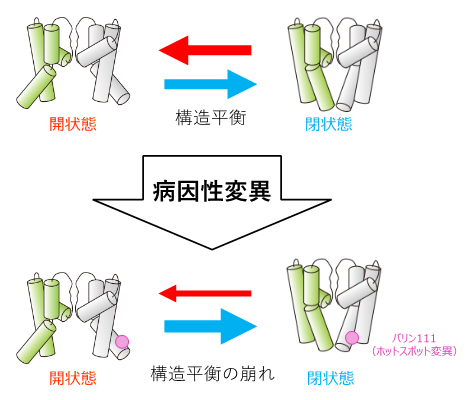 K<sup>+</sup>チャネルの病因性変異は、細胞内ゲートの構造平衡を閉状態に偏らせるの図