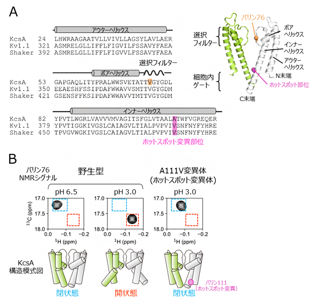 K<sup>+</sup>チャネルの構造と核磁気共鳴(NMR)解析の図