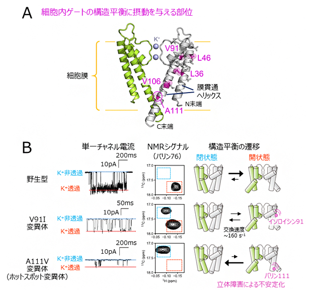 膜貫通領域の変異解析と単一チャネル電流解析の図