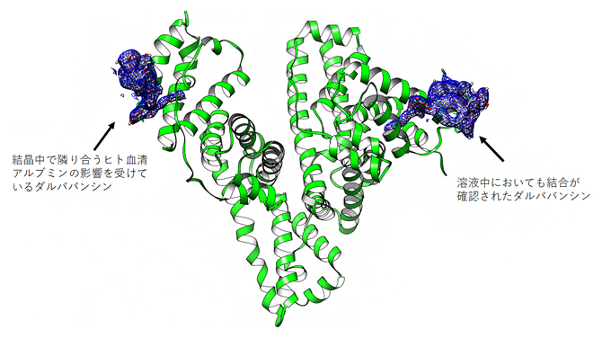 結晶構造解析の結果明らかになったダルババンシンとヒト血清アルブミンの複合体構造の図