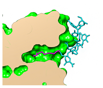 ダルババンシン結合部位を拡大した断面図の画像
