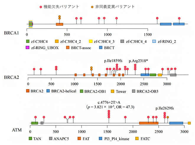 BRCA1/2およびATM遺伝子に存在する病的バリアントの位置と保有人数の図