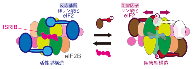 ストレス環境下で、医薬品候補分子ISRIBはリン酸化eIF2によるeIF2Bの活性阻害を抑制するの図