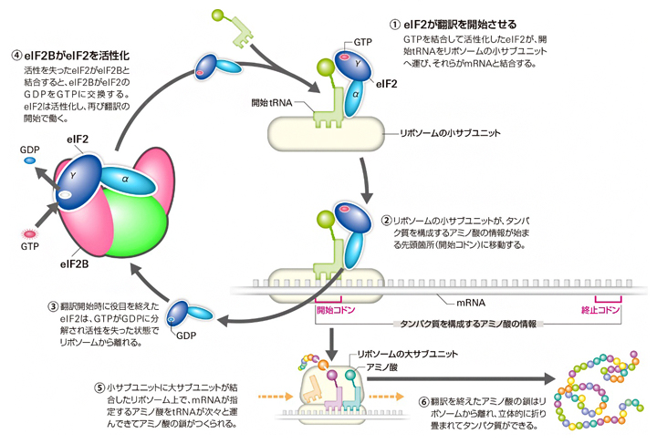 翻訳開始におけるeIF2BとeIF2の役割の図