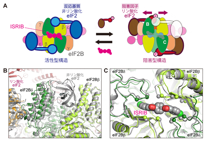 リン酸化eIF2の結合によるeIF2Bの構造変化の図