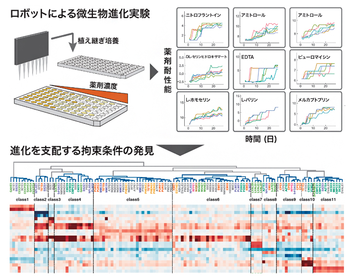ロボットによる微生物進化実験の模式図とその結果の一部の図