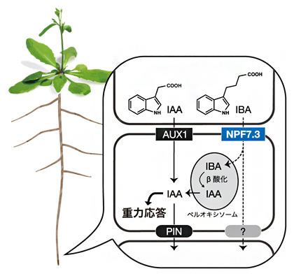 インドール酪酸（IBA）の輸送体NPF7.3による重力屈性の誘導機構仮説の図