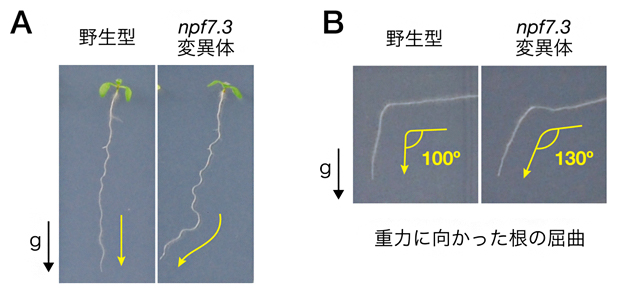 NPF7.3の変異によるシロイヌナズナ根の重力屈性の異常の図