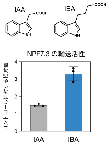 酵母細胞を用いたNPF7.3のIBA取り込み活性の図