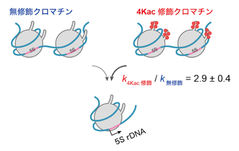 エピゲノム修飾が影響する転写反応素過程の理解の図