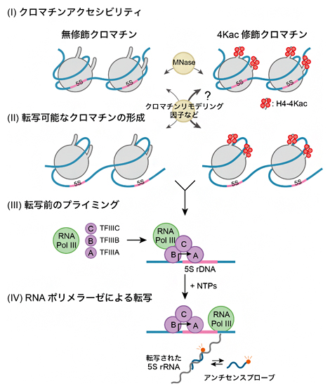 クロマチンからの転写を反応素過程に分けて記述した単純化モデルの図