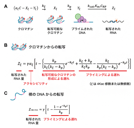 クロマチンからの転写反応の速度論モデルの図