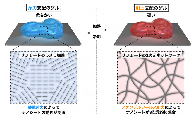 無機ナノシートと水のみからなる刺激応答性ハイドロゲルの力学物性の変化の図