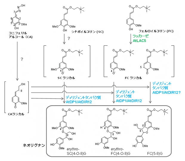 シロイヌナズナの種子におけるネオリグナンの生合成経路の図