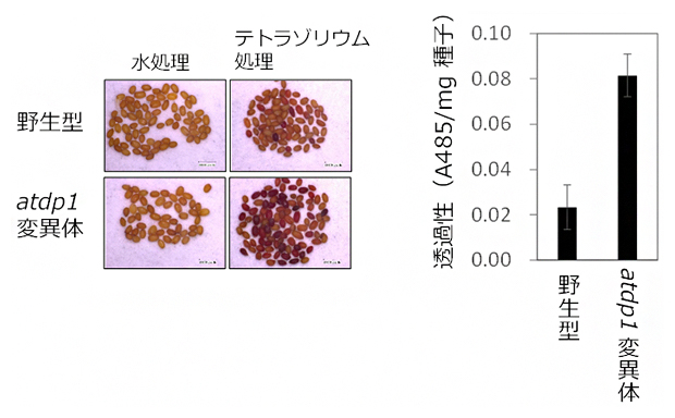 ネオリグナンが減少した種子では外来異物が透過しやすくなるの図