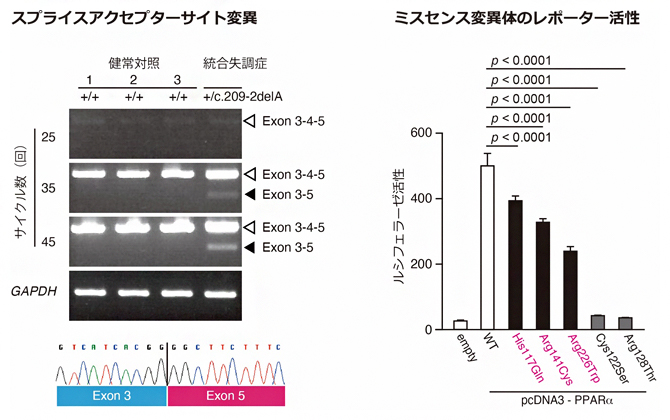 統合失調症患者で見つかった変異の機能解析の図