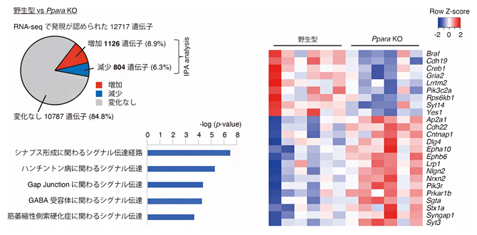 Ppara KOマウスのRNA-seq解析の図