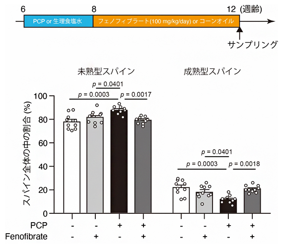 PPARαの活性化剤(アゴニスト)の効果の検討の図