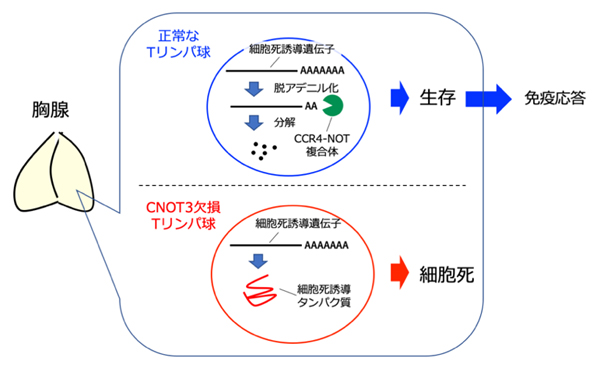 CCR4-NOT複合体による正常なTリンパ球の異常細胞死の防止機構の図