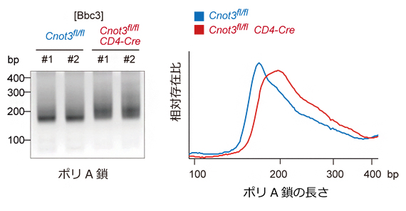 Bbc3遺伝子のポリA鎖長の解析の図