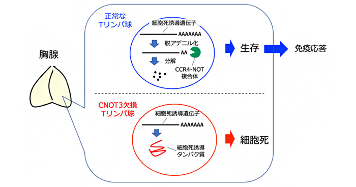 Tリンパ球の救命装置 理化学研究所