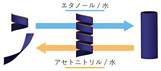 有機小分子（エタノールとアセトニトリル）による両親媒性ポリペプチドの集合化制御の図