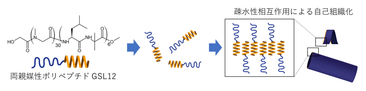 両親媒性ポリペプチドGSL12の構造と疎水性相互作用による自己組織化の図