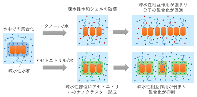 エタノールとアセトニトリル存在下における集合化挙動の促進・抑制メカニズムの図