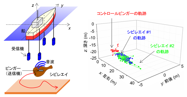 シビレエイを利用した海底探査法（左）と海底での実証データ（右）の図